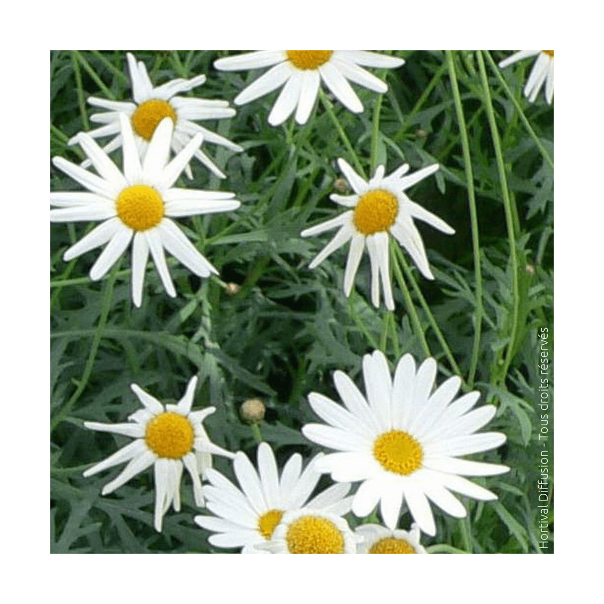 Anthemis frutescens - SILENCE, ça pousse !