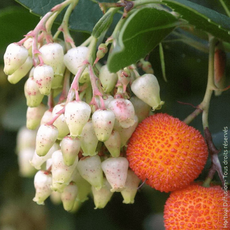 Arbousier, Arbre aux fraises Atlantic - SILENCE, ça pousse !