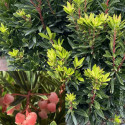 Arbousier, Arbre aux fraises Mercurius® 'Bocarm'- SILENCE, ça pousse !