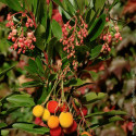 Arbousier, Arbre aux fraises Roselily® 'Minlily'- SILENCE, ça pousse !