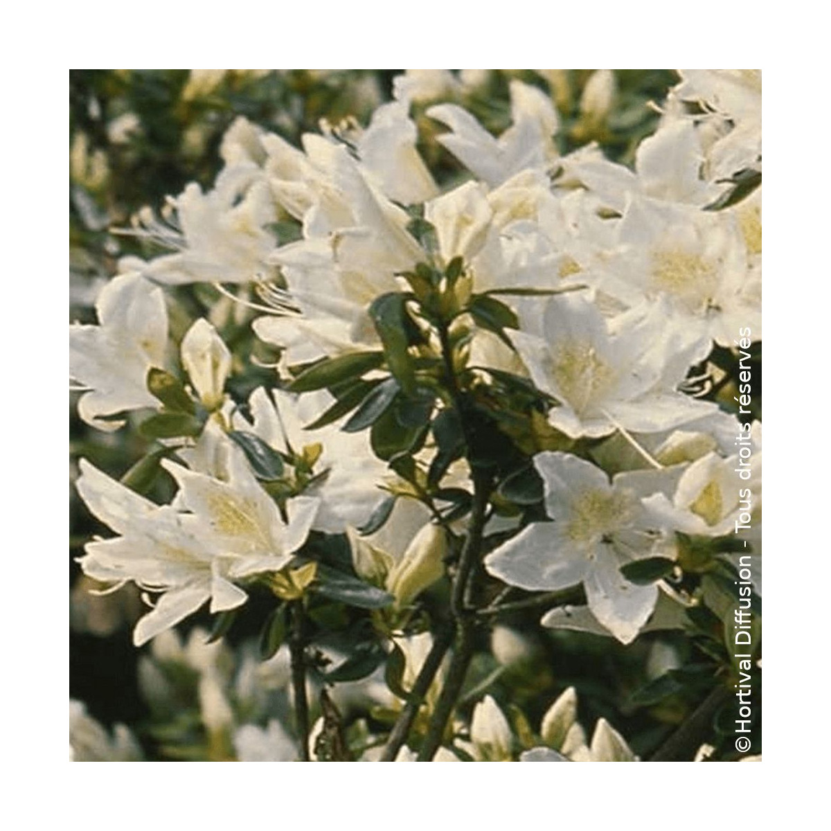 Azalée du Japon Adonis - SILENCE, ça pousse !, Azalea