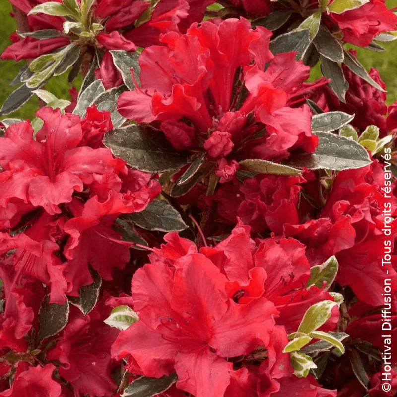 Azalée du Japon Hot Shot Variegata - SILENCE, ça pousse !, Azalea