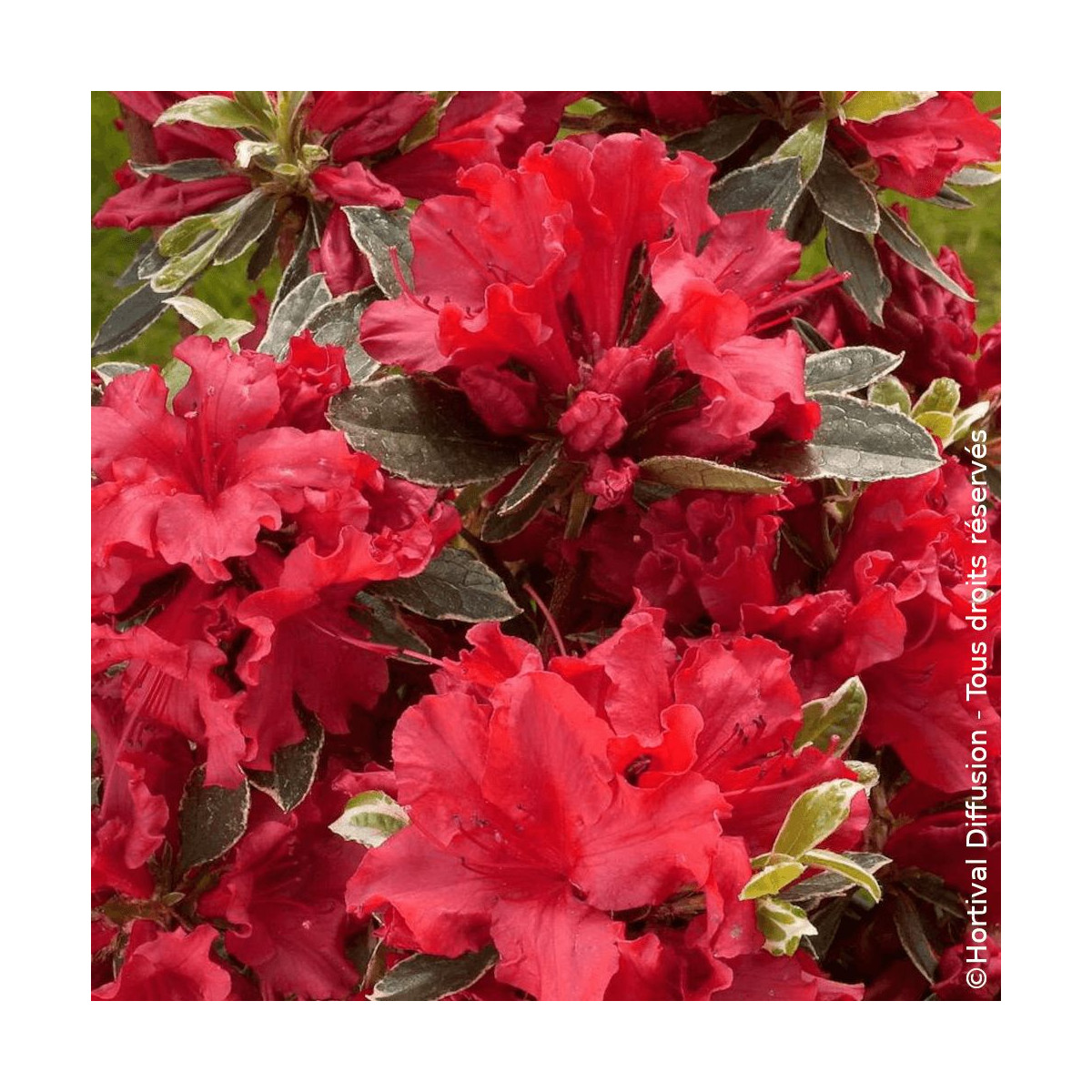 Azalée du Japon Hot Shot Variegata - SILENCE, ça pousse !, Azalea