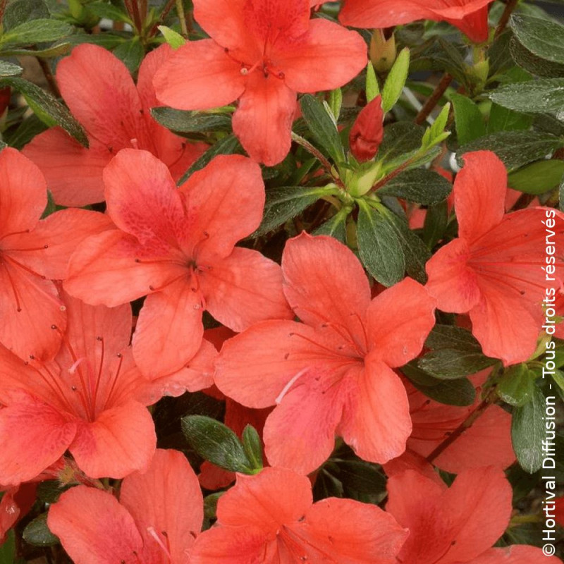Azalée du Japon Orange Beauty - SILENCE, ça pousse !, Azalea