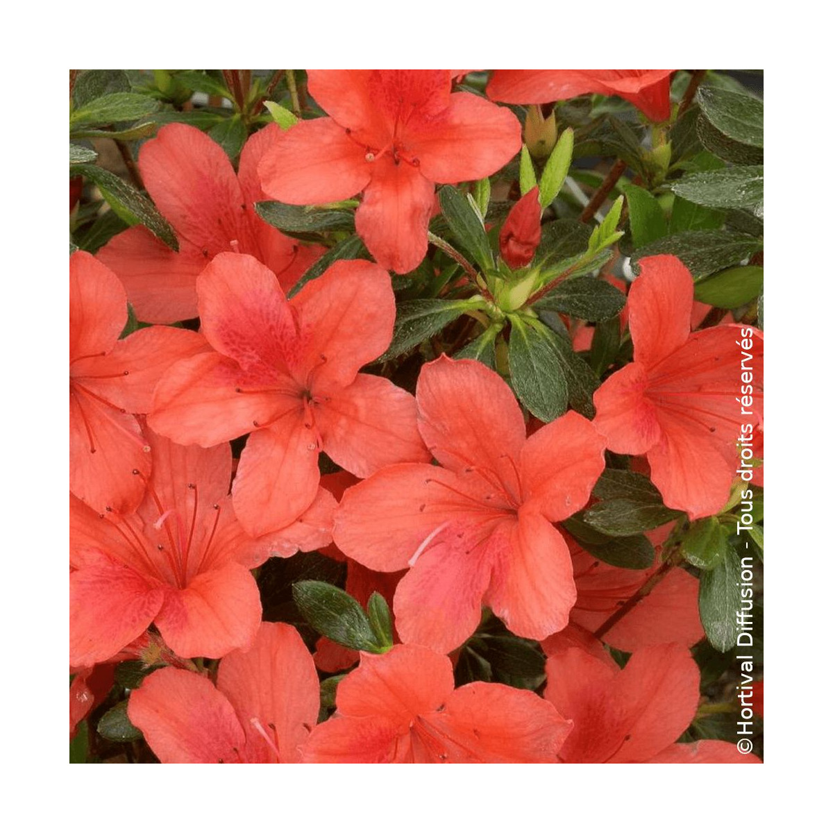 Azalée du Japon Orange Beauty - SILENCE, ça pousse !, Azalea