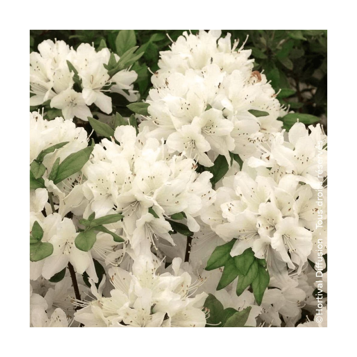 Azalée du Japon Schneewittchen - SILENCE, ça pousse !, Azalea Azalée du Japon Schneewittchen - SILENCE, ça pousse !, Azalea