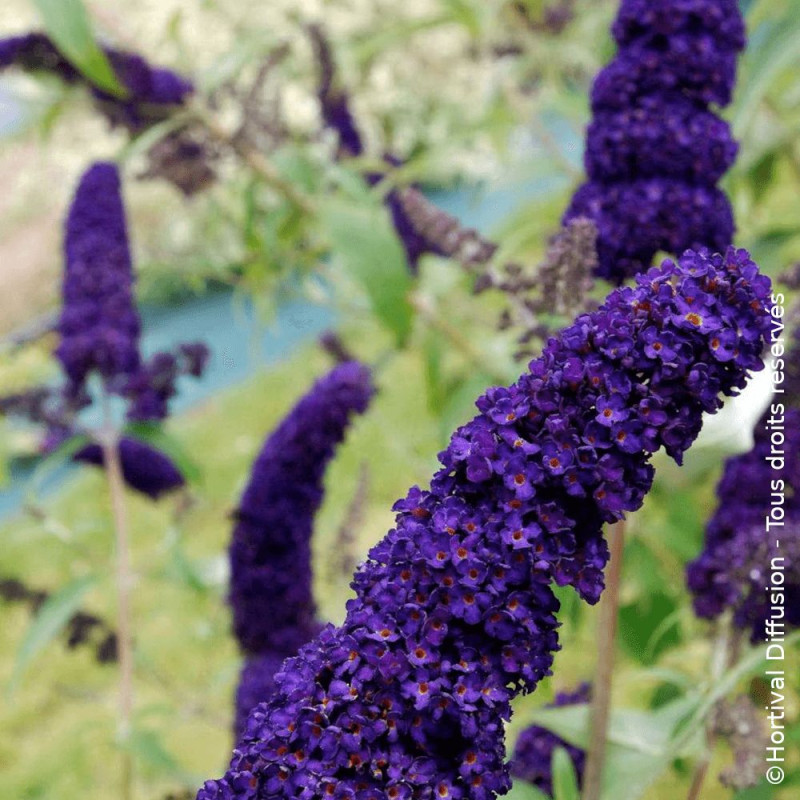 Arbre aux papillons noir Black Knight - SILENCE, ça pousse !, Buddleia