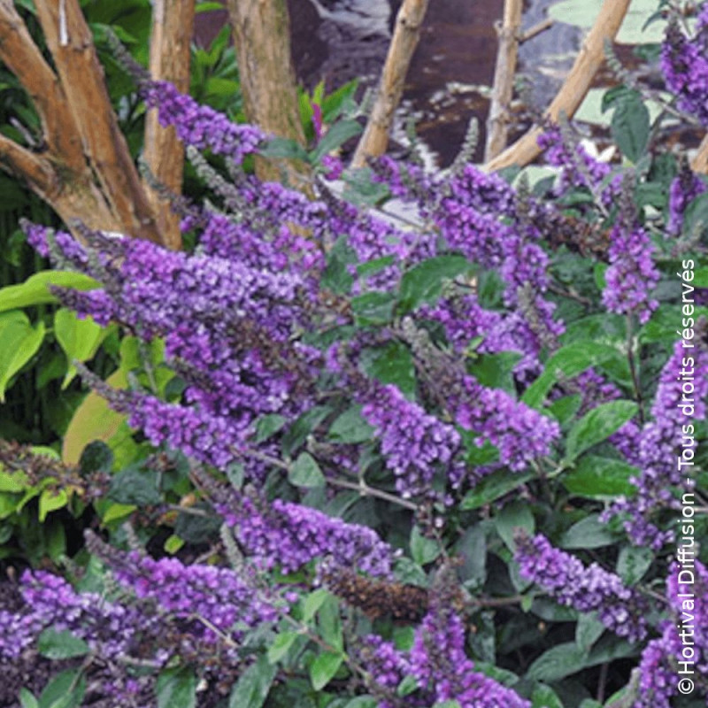 Arbre aux papillons Blue Chip JR® - SILENCE, ça pousse !, Buddleia