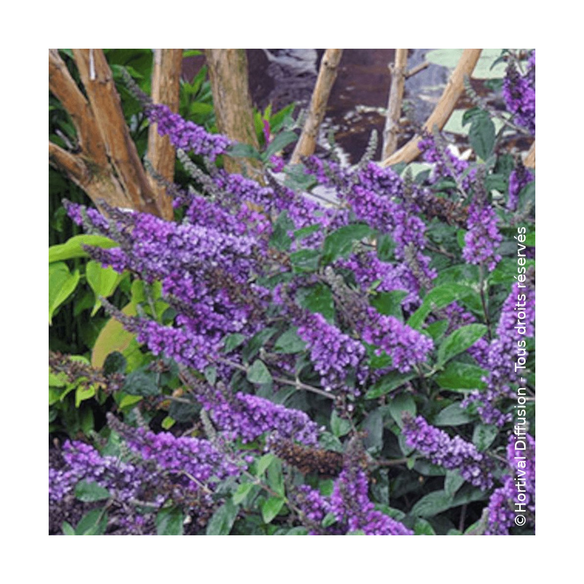 Arbre aux papillons Blue Chip JR® - SILENCE, ça pousse !, Buddleia Arbre aux papillons Blue Chip JR® - SILENCE, ça pousse !, Buddleia