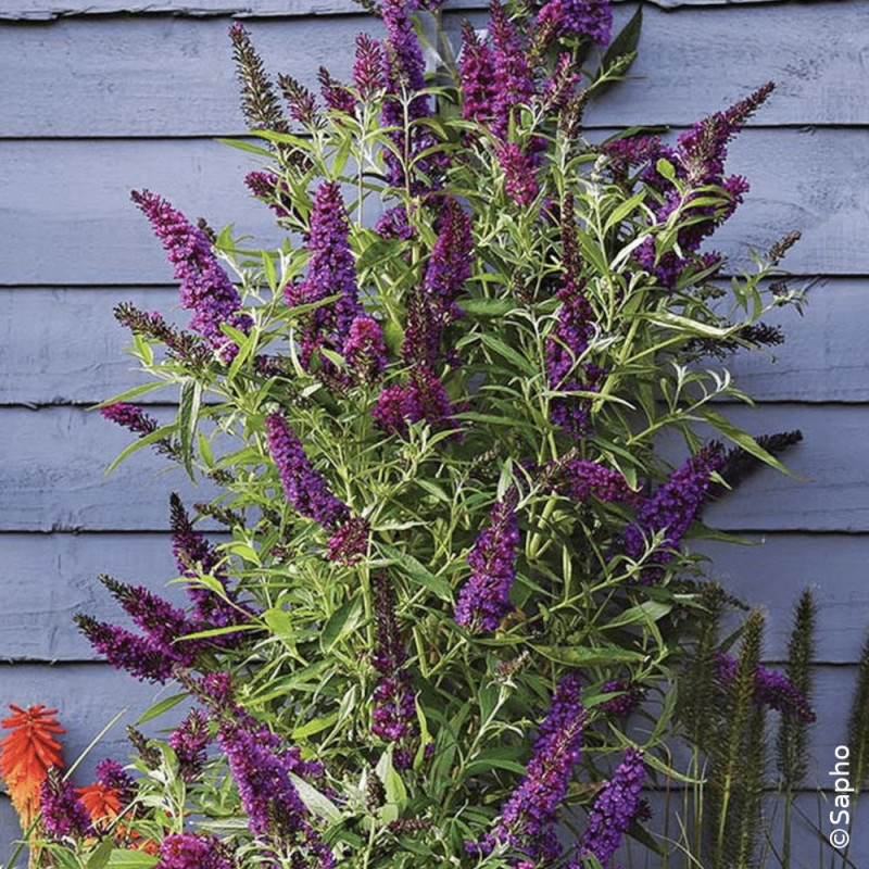 Arbre aux papillons Butterfly Tower® 'Tobud1305' - SILENCE, ça pousse !, Buddleia