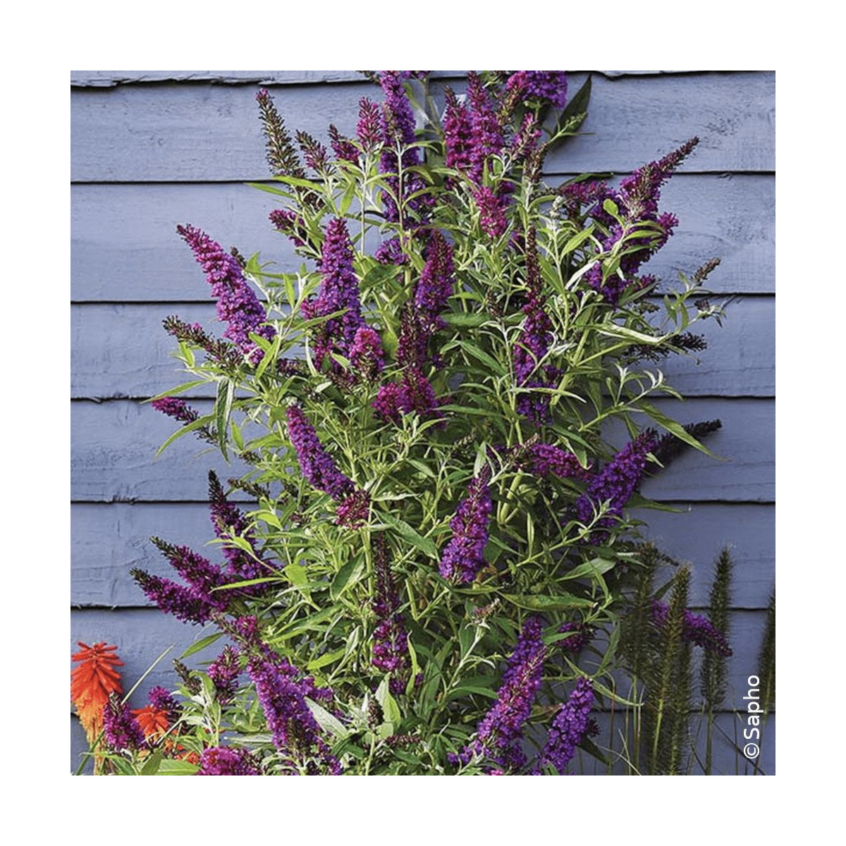 Arbre aux papillons Butterfly Tower® 'Tobud1305' - SILENCE, ça pousse !, Buddleia