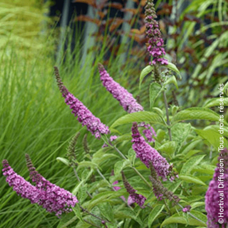 Arbre aux papillons nain Pink Micro Chip® - SILENCE, ça pousse !, Buddleia