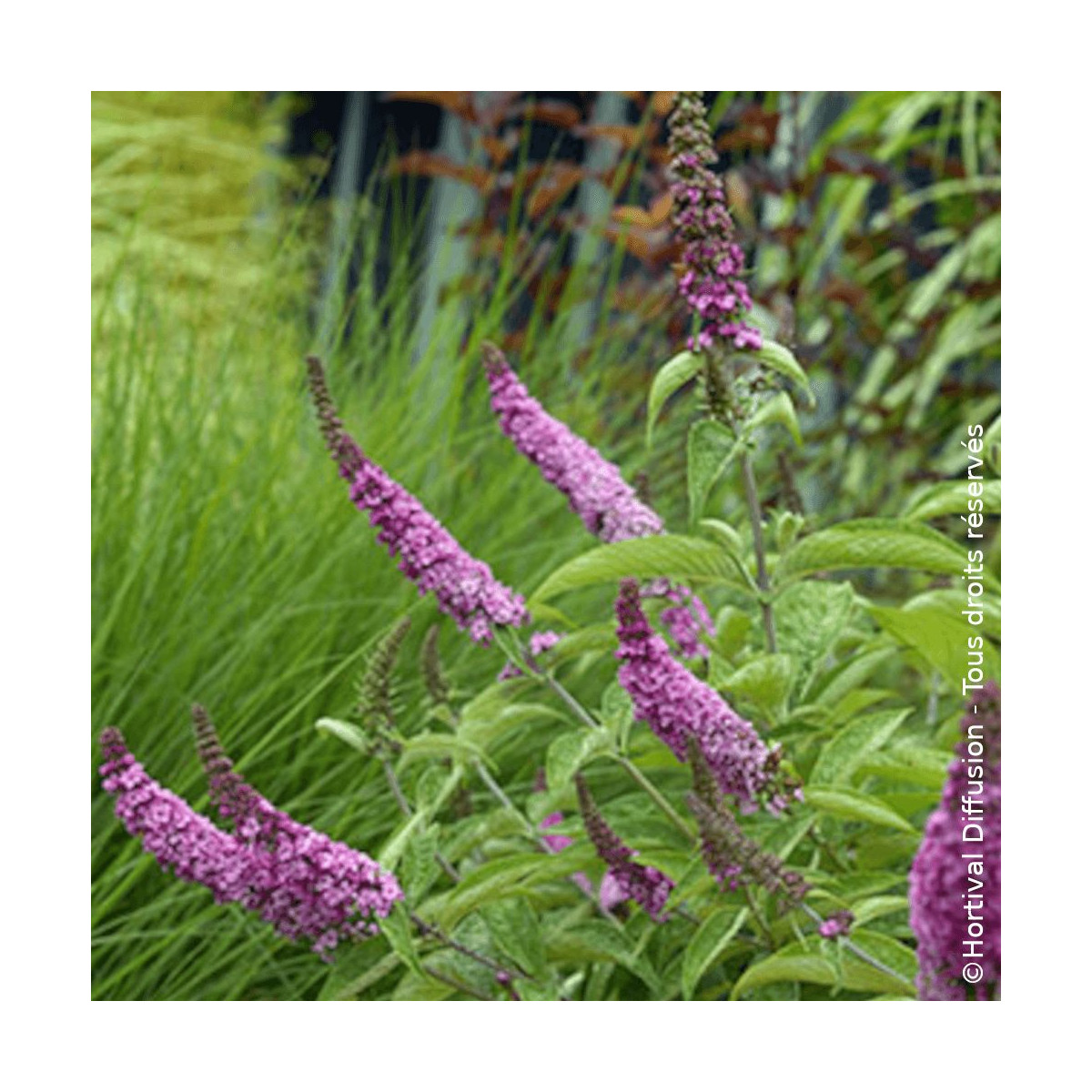 Arbre aux papillons nain Pink Micro Chip® - SILENCE, ça pousse !, Buddleia Arbre aux papillons nain Pink Micro Chip® - SILENCE, ça pousse !, Buddleia