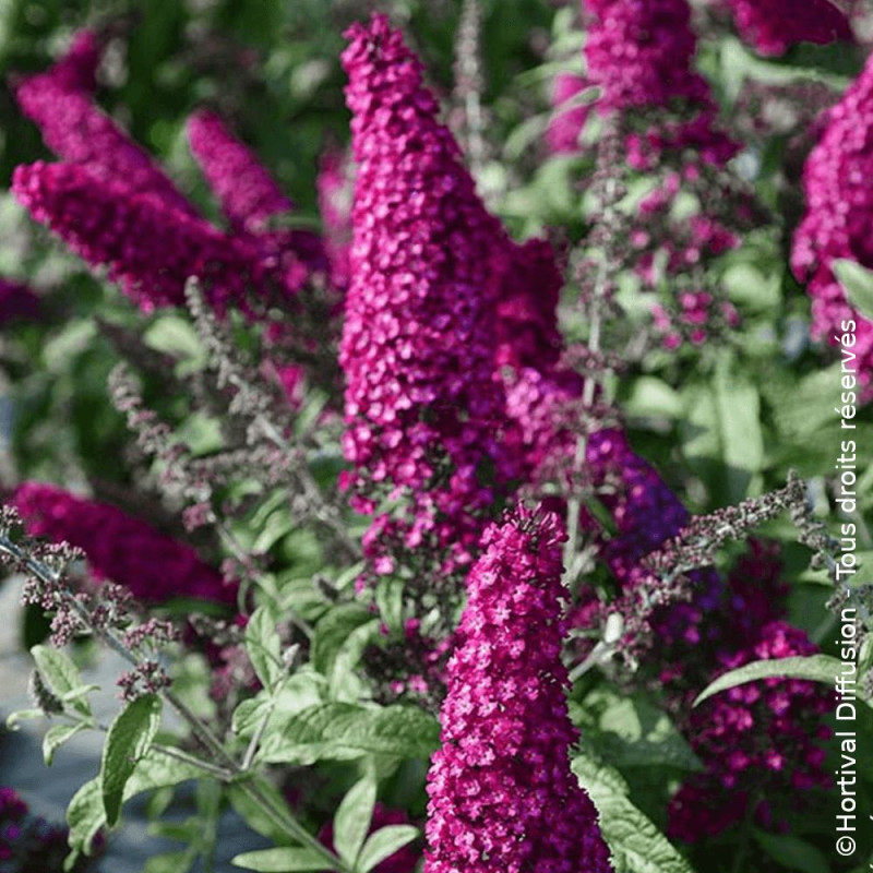 Arbre aux papillons Rêve De Papillon® Red - SILENCE, ça pousse !, Buddleia