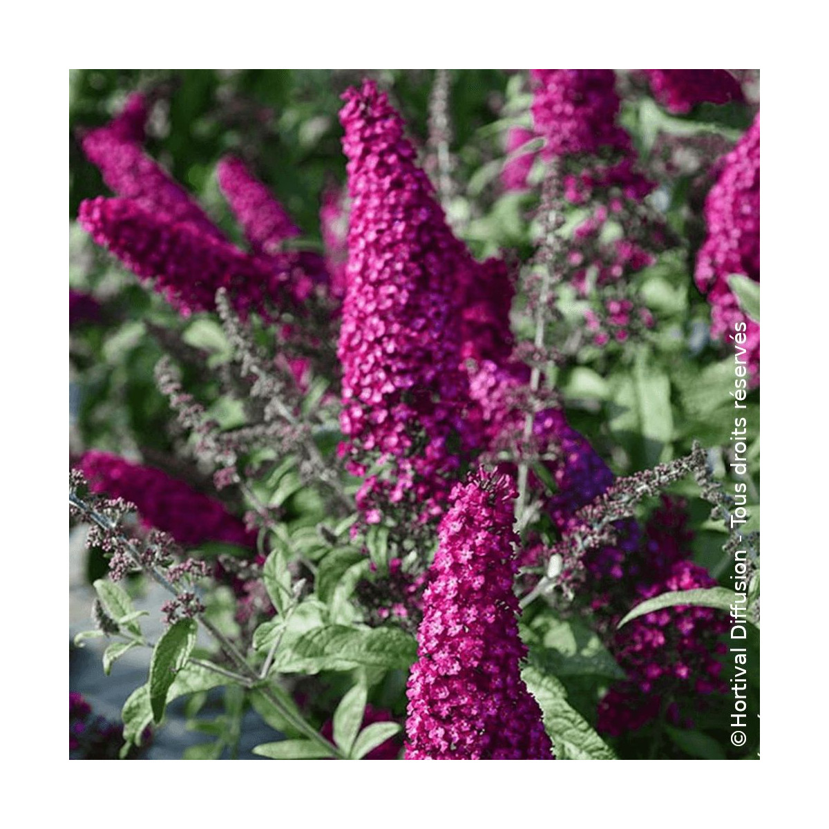 Arbre aux papillons Rêve De Papillon® Red - SILENCE, ça pousse !, Buddleia