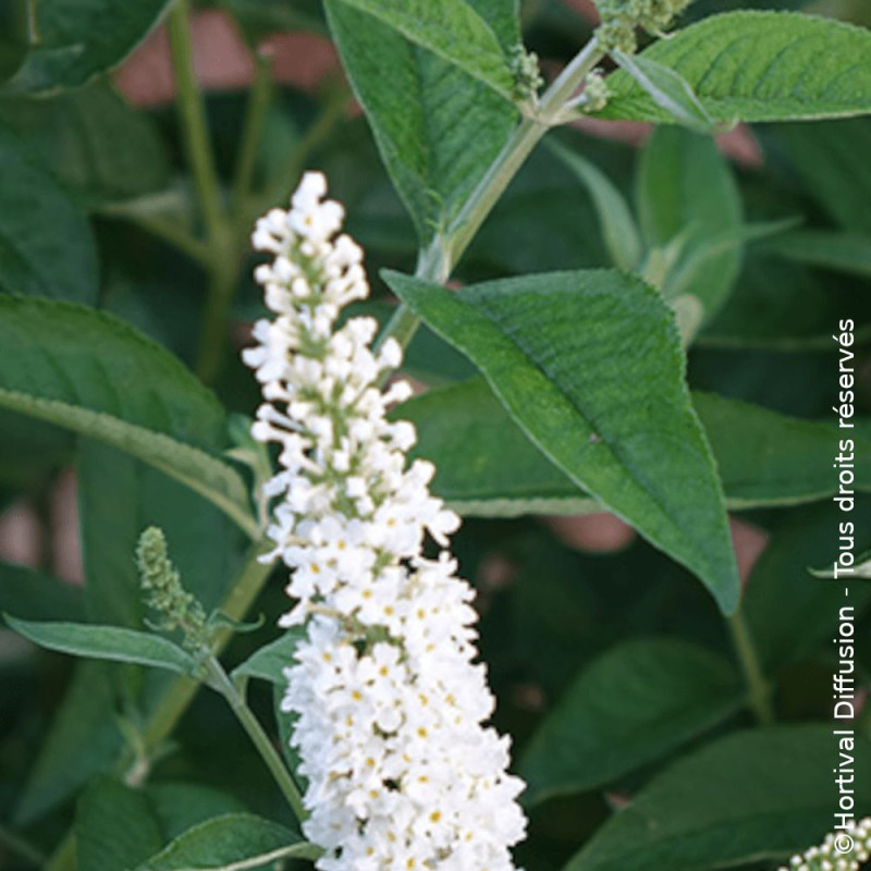 Arbre aux papillons Miss Pearl - SILENCE, ça pousse !, Buddleia