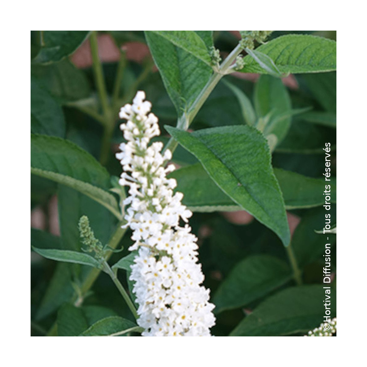 Arbre aux papillons Miss Pearl - SILENCE, ça pousse !, Buddleia