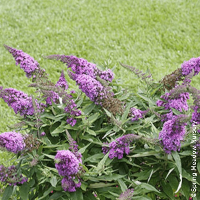 Arbre aux papillons Rocketstar® Orchid - SILENCE, ça pousse !, Buddleia