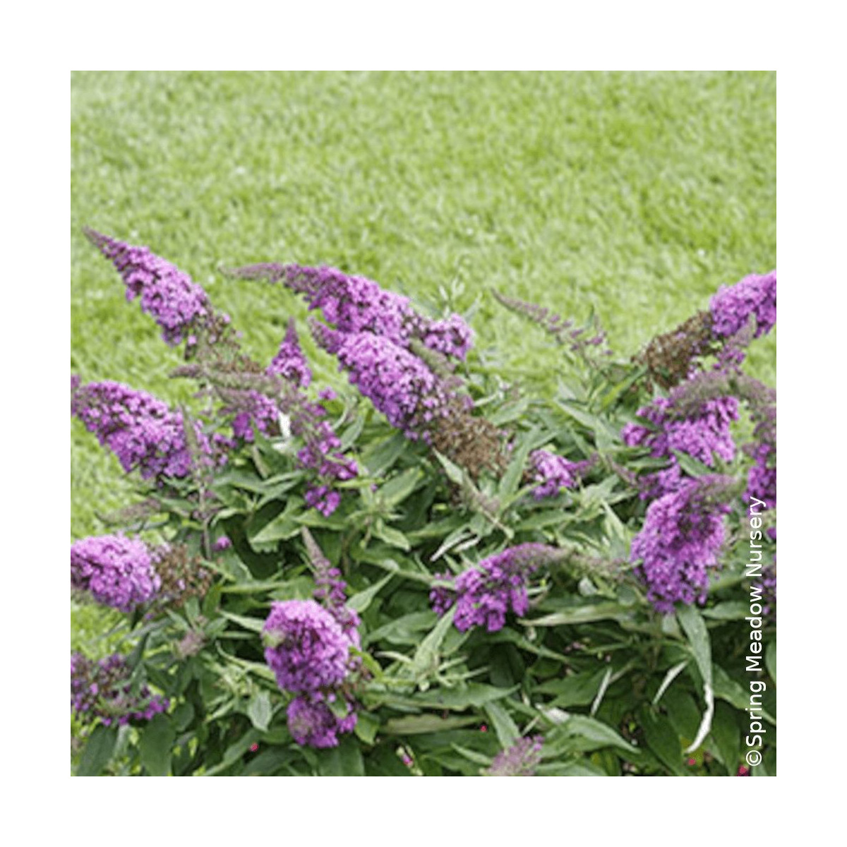 Arbre aux papillons Rocketstar® Orchid - SILENCE, ça pousse !, Buddleia