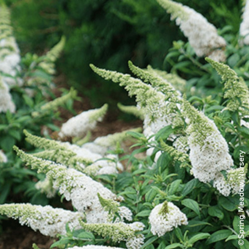Arbre aux papillons Rocketstar® Snow - SILENCE, ça pousse !, Buddleia
