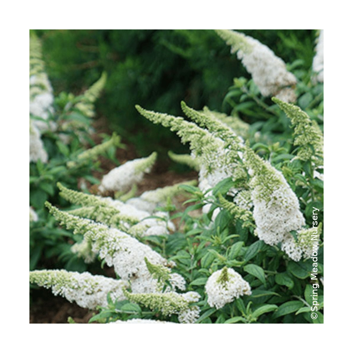 Arbre aux papillons Rocketstar® Snow - SILENCE, ça pousse !, Buddleia