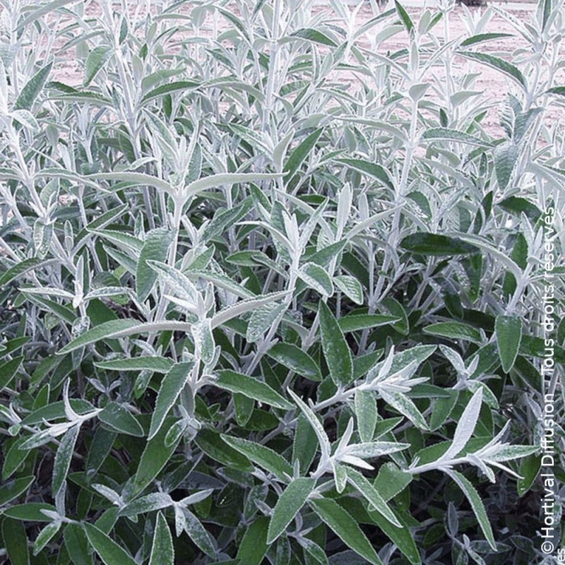 Arbre aux papillons Silver Anniversary® - SILENCE, ça pousse !, Buddleia
