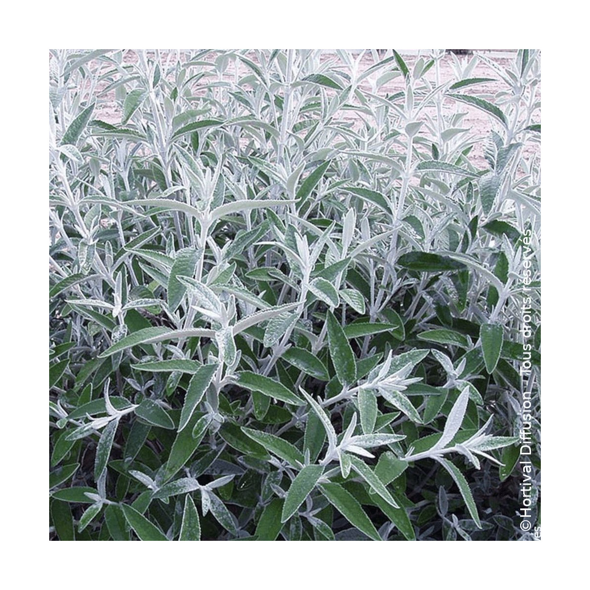Arbre aux papillons Silver Anniversary® - SILENCE, ça pousse !