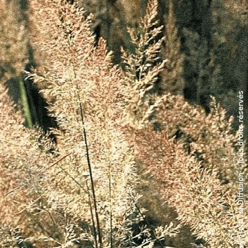 Calamagrostis brachytricha - Herbe aux diamants - SILENCE, ça pousse !
