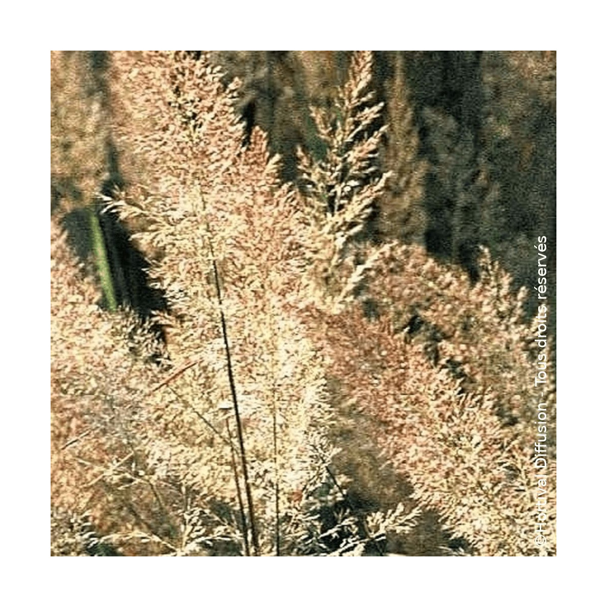 Calamagrostis brachytricha - Herbe aux diamants - SILENCE, ça pousse !
