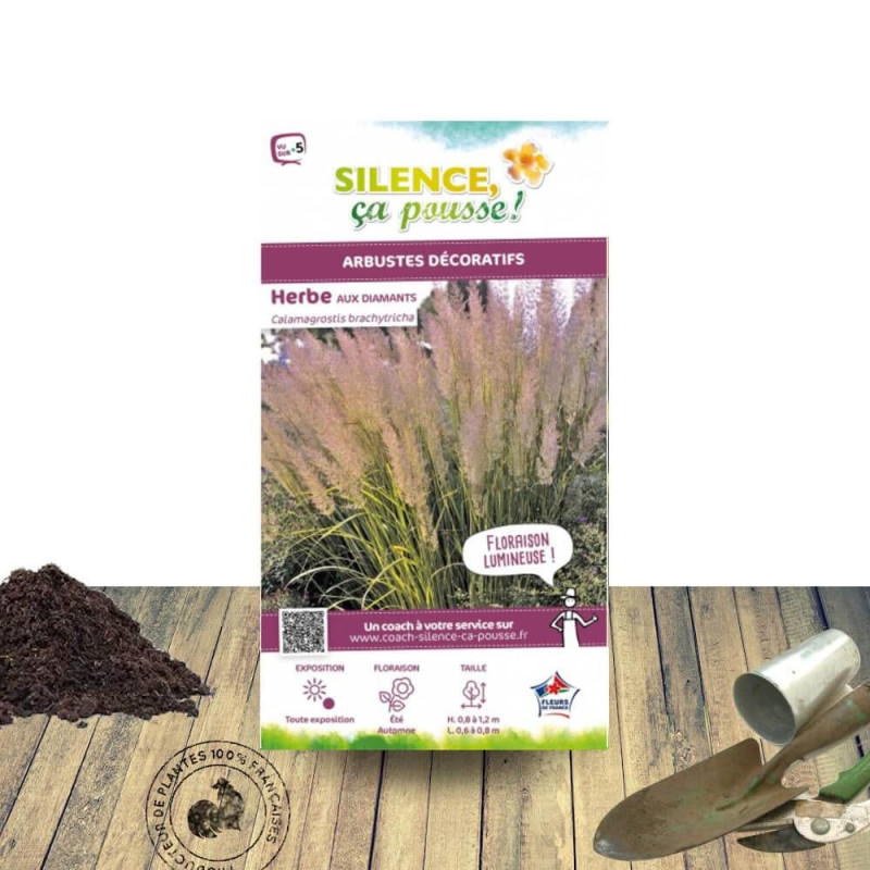 Calamagrostis brachytricha - Herbe aux diamants - SILENCE, ça pousse !