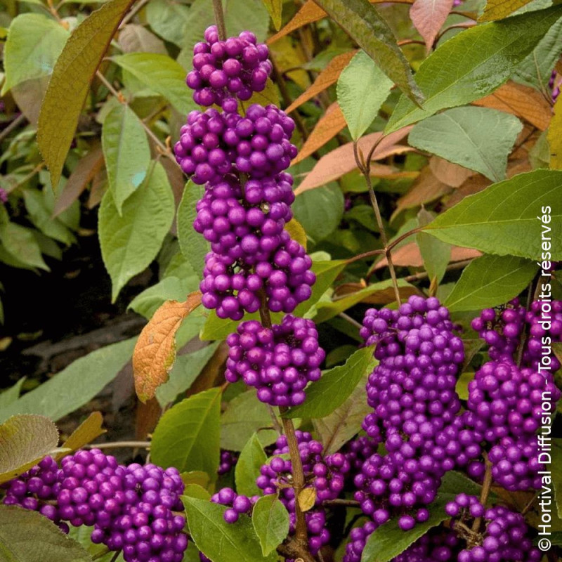 Callicarpa, Arbuste aux bonbons Imperial Pearl® - SILENCE, ça pousse !
