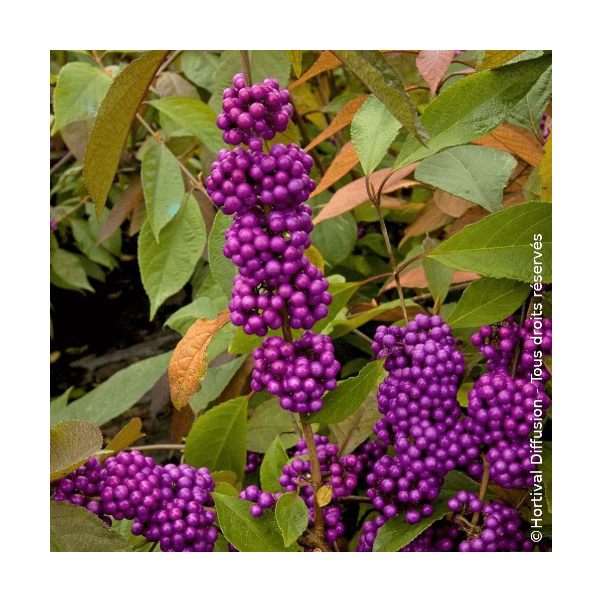 Callicarpa, Arbuste aux bonbons Imperial Pearl® - SILENCE, ça pousse ! Callicarpa, Arbuste aux bonbons Imperial Pearl® - SILENCE, ça pousse !