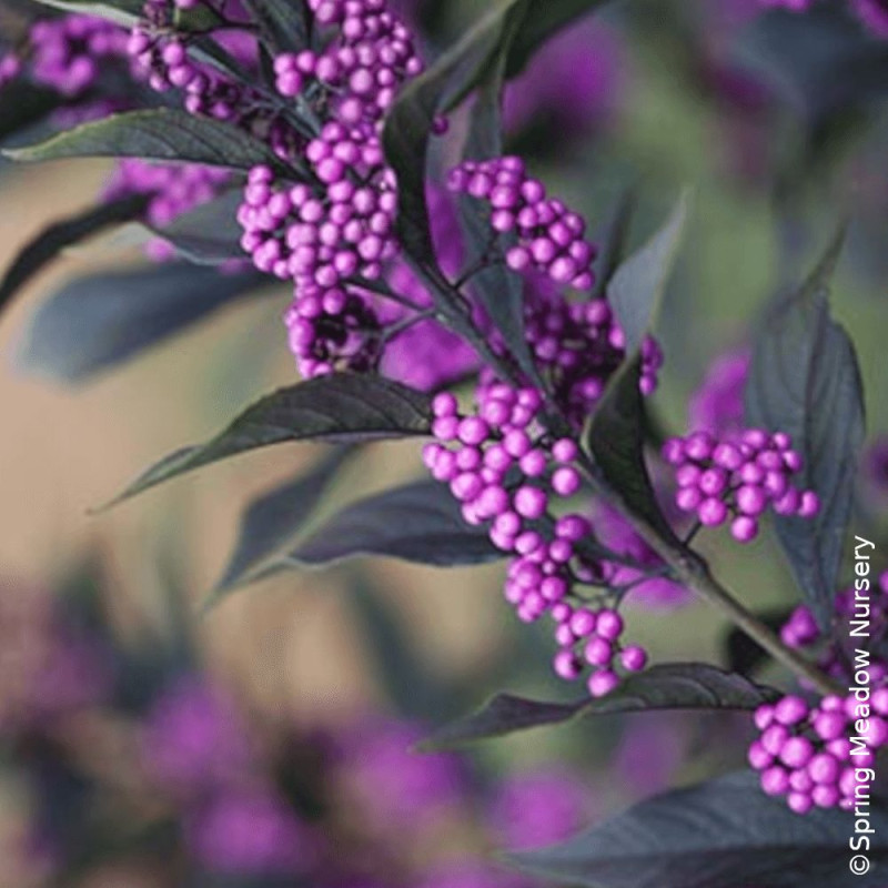Callicarpa, Arbuste aux bonbons Pearl Glam® - SILENCE, ça pousse !