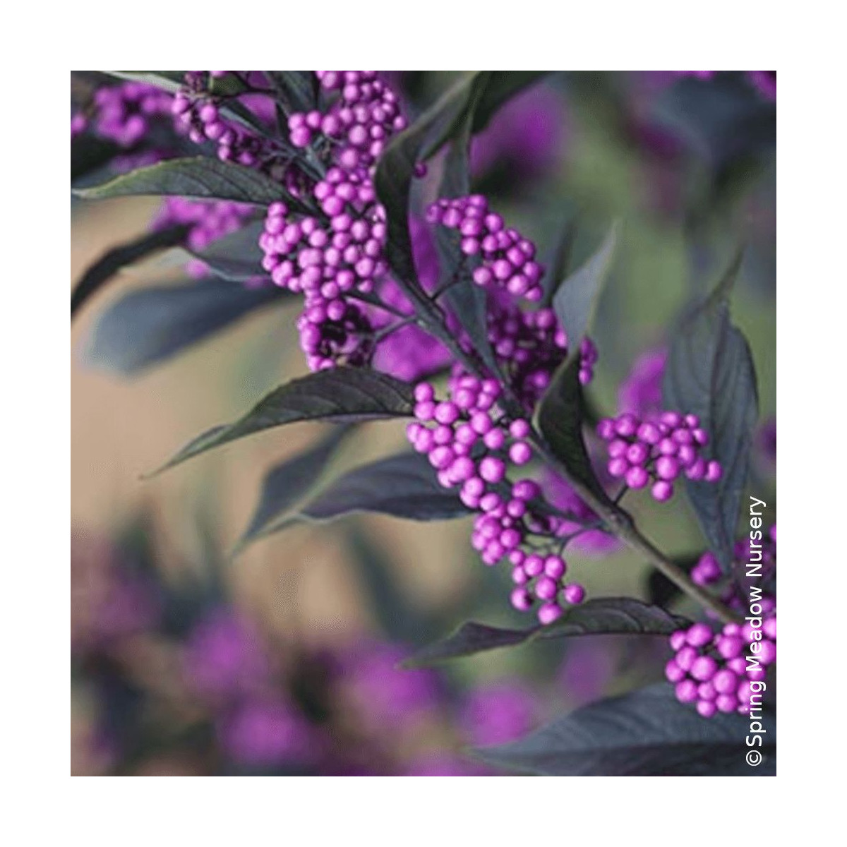 Callicarpa, Arbuste aux bonbons Pearl Glam® - SILENCE, ça pousse !