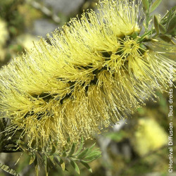 Rince-bouteilles Widdicomb Gem - SILENCE, ça pousse !