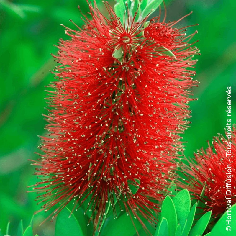 Rince-bouteilles - SILENCE, ça pousse !, Callistemon