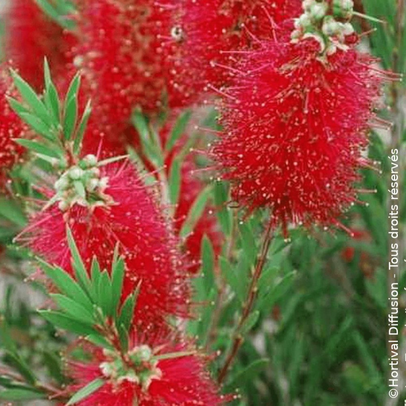 Rince-bouteilles Mini Red® - SILENCE, ça pousse !, Callistemon