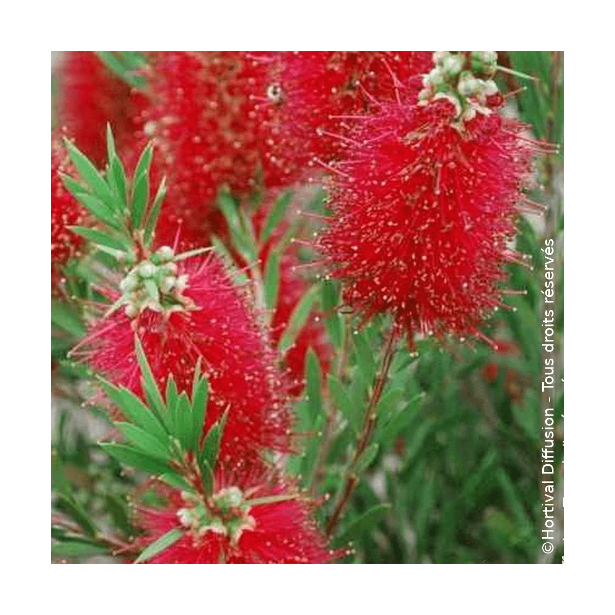 Rince-bouteilles Mini Red® - SILENCE, ça pousse !, Callistemon
