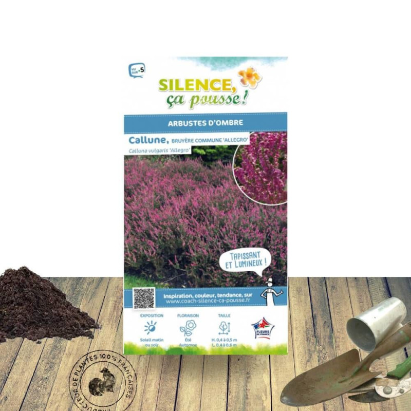 Bruyère d'été Allegro - SILENCE, ça pousse !, Calluna