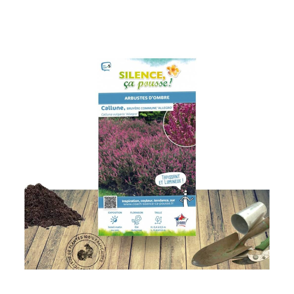 Bruyère d'été - Calluna vulgaris Allegro - SILENCE, ça pousse !