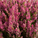 Bruyère d'été - Calluna Darkness - SILENCE, ça pousse !