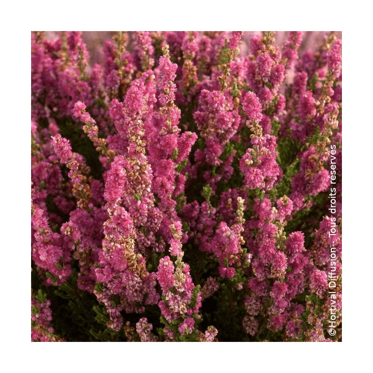 Bruyère d'été - Calluna vulgaris Darkness - SILENCE, ça pousse !