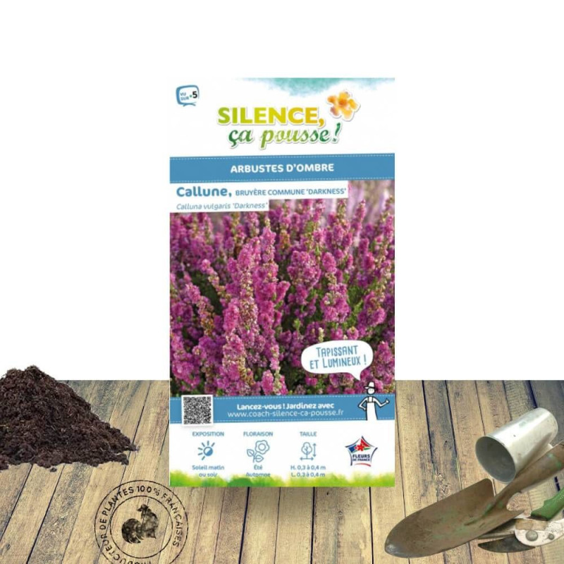 Bruyère d'été Darkness - SILENCE, ça pousse !, Calluna