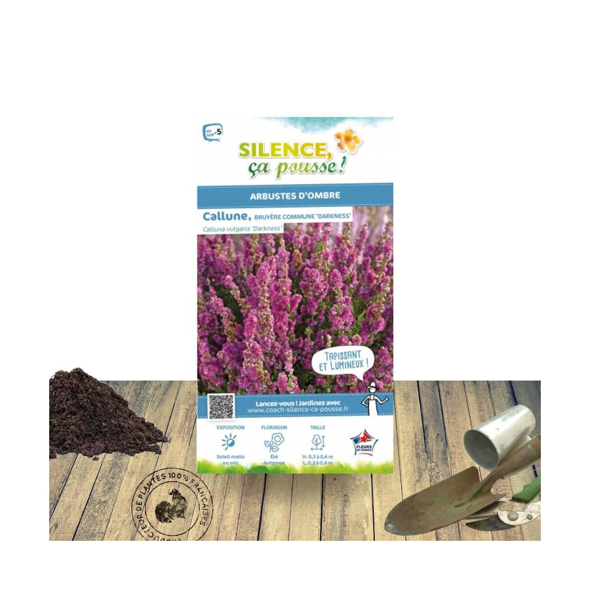 Bruyère d'été - Calluna vulgaris Darkness - SILENCE, ça pousse !