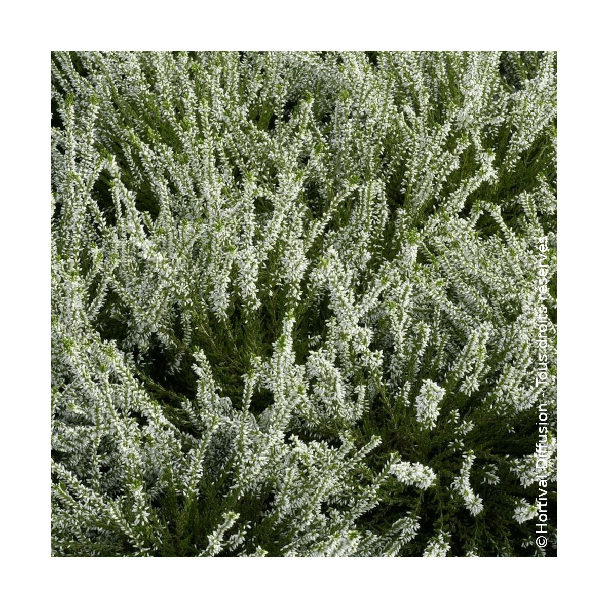 Bruyère d'été - Calluna vulgaris Melanie - SILENCE, ça pousse ! Bruyère d'été - Calluna vulgaris Melanie - SILENCE, ça pousse !