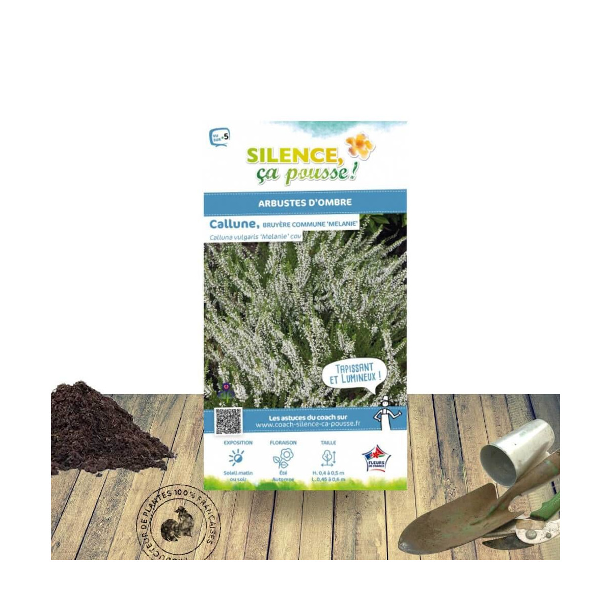 Bruyère d'été - Calluna vulgaris Melanie - SILENCE, ça pousse ! Bruyère d'été - Calluna vulgaris Melanie - SILENCE, ça pousse !