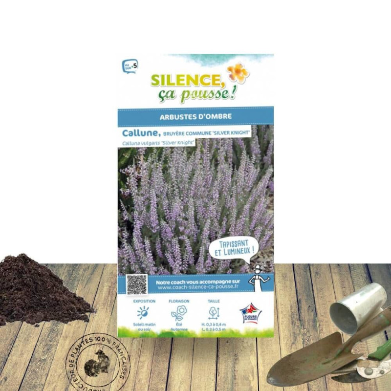 Bruyère d'été Silver Knight - SILENCE, ça pousse !, Calluna
