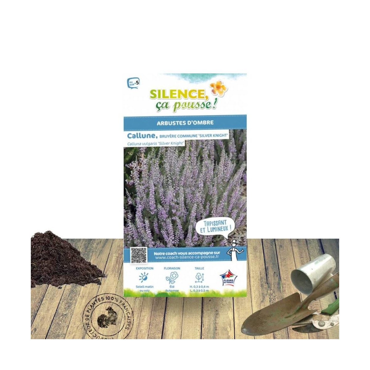 Bruyère d'été - Calluna vulgaris Siver Knight - SILENCE, ça pousse !