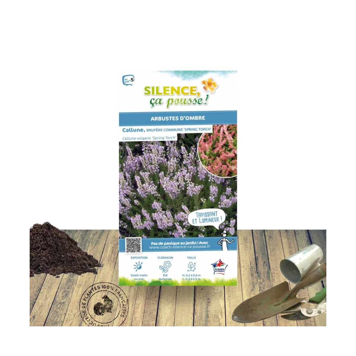 Bruyère d'été - Calluna vulgaris Spring Torch - SILENCE, ça pousse !