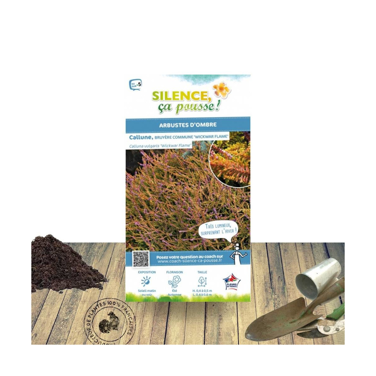 Bruyère d'été - Calluna vulgaris Wickwar Flame - SILENCE, ça pousse !